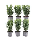 Produktbild: Plants by Frank | Grüne Spindelstrauch Hecke 1 Laufender Meter | Euonymus Japonicus 'Green Spire' | Pflanzenset mit 6 Winterharten Heckenpflanzen | Immergrüne Hecke | Direkt von der Gärtnerei