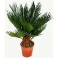 Produktbild: Exotenherz Cycas Revoluta Japanischer Palmfarn mit Knolle 12cm Topf