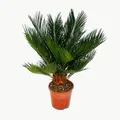 Produktbild: Cycas revoluta - Japanischer Palmfarn mit Knolle - 12cm Topf