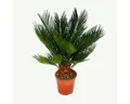 Produktbild: Exotenherz Zimmerpflanze Cycas revoluta - Japanischer Palmfarn mit Knolle - 12cm Topf