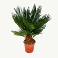 Produktbild: Exotenherz - Cycas revoluta - Japanischer Palmfarn mit Knolle - 12cm Topf