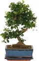 Produktbild: Bonsaibaume - Carmona microphylla - Höhe 25-30cm - 20cm