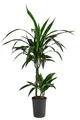 Produktbild: Dehner Drachenbaum, Dracaena Janet Lind, in Hydrokultur, inkl. Wasserstandsanzeiger, ca. 100 cm inkl. Pflanztopf, Ø Topf 15 cm, Zimmerpflanze