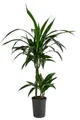 Produktbild: Dehner Zimmerpflanze Drachenbaum, Dracaena Janet Lind, in Hydrokultur, ca. 100 cm, inkl. Wasserstandsanzeiger, stark luftreinigend, Solitärpflanze