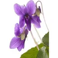 Produktbild: Viola Odorata Königin Charlotte Duftveilchen Ca. 9x9 cm Topf