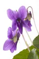 Produktbild: Pflanzen für Dich Staude Viola odorata Königin Charlotte, 1 St., Duftveilchen, Märzveilchen, Wohlriechendes Veilchen