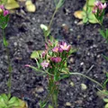 Produktbild: Tausengüldenkraut (Centaurium erythraea) - Bio