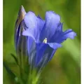 Produktbild: Enzian Blauer Herold - Gentiana paradoxa