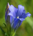 Produktbild: Enzian Blauer Herold - Gentiana paradoxa - lebende Gartenpflanze aus den Baumschulen