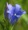 Produktbild: Enzian Blauer Herold - Gentiana paradoxa