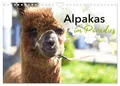 Produktbild: Alpakas im Paradies (Wandkalender 2026 DIN A4 quer), CALVENDO Monatskalender: glückliche Alpakas in idyllischer Umgebung (CALVENDO Tiere)