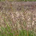 Produktbild: Zittergras Zitterzebra - Briza media - lebende Gartenpflanze aus den Baumschulen