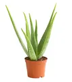 Produktbild: Dehner Echte Aloe, Aloe vera, fleischige Blätter, 40-60 cm, Ø Topf 15 cm, Sukkulente