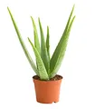 Produktbild: Dehner Echte Aloe, Aloe vera, fleischige Blätter, 40-60 cm, Ø Topf 15 cm, Sukkulente