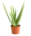 Produktbild: Dehner Sukkulente Echte Aloe, ab 30-110 cm, Ø Topf ab 12-35 cm, Aloe vera, Sukkulente mit fleischigen Blättern