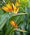 Produktbild: Paradiesvogel-Blume Strelitzie,1 Pflanze Strelitzia reginae
