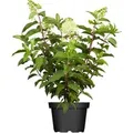 Produktbild: Hydrangea Paniculata Rispenhortensie Limelight S 60-100 cm