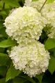 Produktbild: Hydrangea paniculata 'Limelight', Rispenhortensie, grünlich-weiß, 60–100 cm