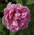 Produktbild: Strauchpfingstrose Madme Stuart Low - Paeonia suffruticosa - lebende Gartenpflanze aus den Baumschulen