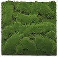 Produktbild: JANGAL Modular Wall Pflanzenwand  520 x 520 mm Design Moos Forest Green Big Bulk