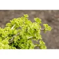 Produktbild: Ginkgo Biloba Chris Dwarf Fächerblattbaum 25–30 cm
