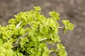 Produktbild: Ginkgo biloba 'Chris Dwarf' 25–30 cm – Winterhart, Mehrjährig, Pflegeleicht – Zwerg-Ginkgo – Kübelpflanze für Terrasse & Balkon