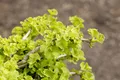 Produktbild: Ginkgo biloba 'Chris Dwarf', Fächerblattbaum, 25–30 cm