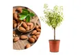 Produktbild: Meine Orangerie Obstpflanze Zwergobst Stämmchen - diverse Sorten, mehrjähriger Obstbaum, winterhartes Zwergobstbäumchen für Garten, Balkon oder Terrasse