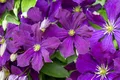 Produktbild: Pflanzen für Dich Kletterpflanze Clematis viticella Etoile Violette, 1 St., Italienische Waldrebe, Clematis, violettblühend, kletterpflanze