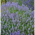 Produktbild: Lavendel Grosso - Lavandula intermedia