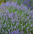 Produktbild: Lavendel Grosso - Lavandula intermedia