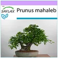 Produktbild: SAFLAX - Bonsai - Felsenkirsche - 30 Samen - Prunus mahaleb