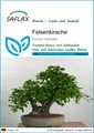 Produktbild: SAFLAX  - B - Felsenkirsche - Prunus - 30 Samen