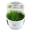 Produktbild: Eleocharis pusilla Invitro 1-2-Grow Pflanze Aquarienpflanze Bodendecker 132B TC