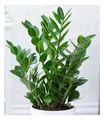 Produktbild: BALDUR Garten 1x Zamioculcas, Pflanze im 12 cm-Topf, Glücksfeder, Zamie, Zamia Farn, Zamia Palme, pflegeleichte Zimmerpflanze, Zimmerpflanze, mehrjährig - frostfrei halten, Zamioculcas zamiifolia