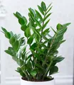 Produktbild: BALDUR Garten Zimmerpflanze Zamioculcas, 1 St., Zimmerpflanze, pflegeleicht
