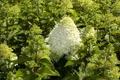 Produktbild: Pflanzen für Dich Gehölze Hydrangea pan. Grandiflora, 1 St., Rispenhortensie, Gartenhortensie