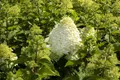 Produktbild: Hydrangea paniculata 'Grandiflora', Rispenhortensie, weiß, 60–100 cm