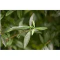 Produktbild: Ligustrum vulgare 40-60 cm