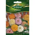 Produktbild: Quedlinburger Saatgut - Quedlinburger Zinnie Pepermint Sticks - Premium Blumensamen
