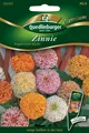 Produktbild: Zinnien Pepermint Sticks Samen von Quedlinburger Saatgut