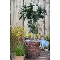 Produktbild: Viburnum Tinus Lorbeer-Schneeball Immergrün 30–40 cm