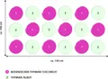 Produktbild: Dehner Bio Stauden-Set Duftender Thymian, 18 Bodendecker Pflanzen für sonnige Standorte, mehrjährig, je 3-20 cm exkl. Pflanztopf, Ø Topf je 9 cm, pink / weiß