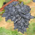 Produktbild: Tafeltraube 'Philipp®' blau - Traubenrebe für den Garten - 1 Traubenpflanze von Pflanzen-Kölle im 3 Liter Topf - Vitis vinifera Philipp