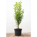 Produktbild: Ligustrum ovalifolium 40-60 cm