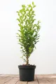 Produktbild: Pflanzen für Dich Gehölze Ligustrum ovalifolium, 1 St., Ovalblättriger Liguster, Gartenliguster