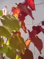 Produktbild: Cercis canadensis Eternal Flame - Kanadischer Judasbaum - 150-175cm