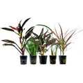 Produktbild: AquaOne Terrarium Pflanzen I 5X Terrarienpflanzen I Lebende Paludariumpflanzen I Cordyline Dracaena Ophiopogon Hemigraphis Acorus I Regenwald Terrascaping