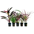 Produktbild: Pflanzen Set mit 5 lebenden Terrarienpflanzen Paludariumpflanzen AquaOne Nr.270