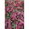 Produktbild: Cytisus Scoparius Besenginster Johnson's Crimson 40-50 cm